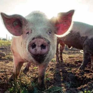 Три случая на африканска чума по диви свине установиха в Русе